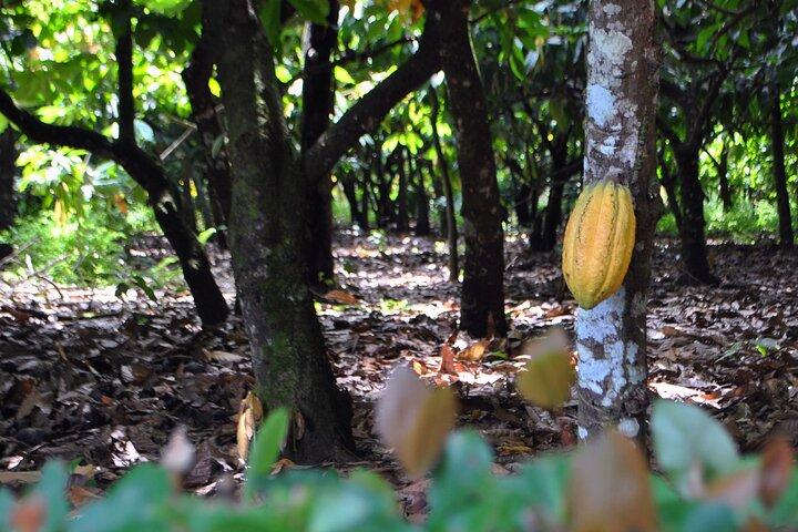 Cacao Plantation and Chocolate Factory Tour- Classic