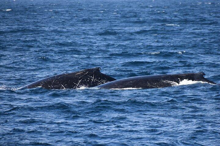 Dolphin & Whale Cruise