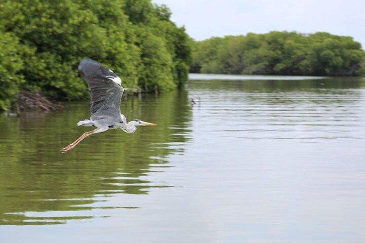 Muthurajawela Bird Watching Tour from Negombo / Colombo