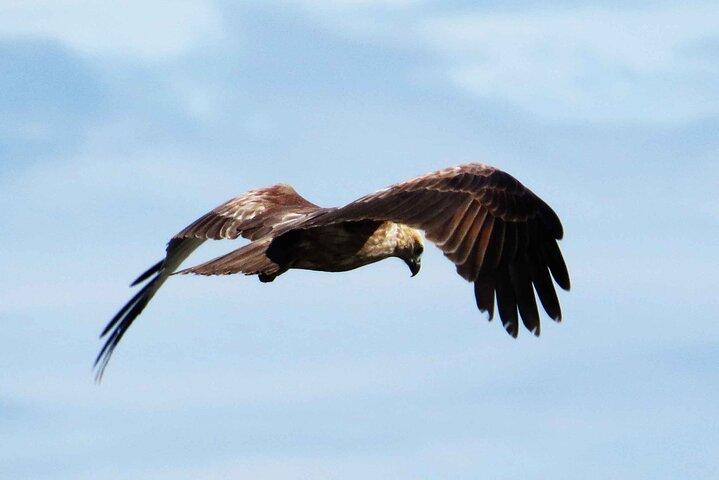 Muthurajawela Bird Watching Tour from Negombo / Colombo