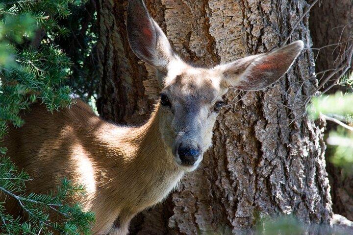 Full Day Yellowstone Nat'l Park Tour From West Yellowstone