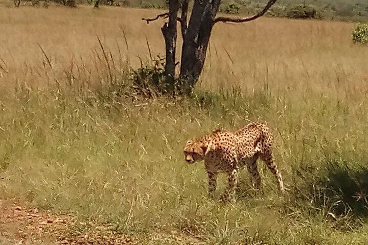 7 Days Safari to Aberdare N/P, lake Nakuru N/P, Maasai Mara N/R, Amboseli N/P