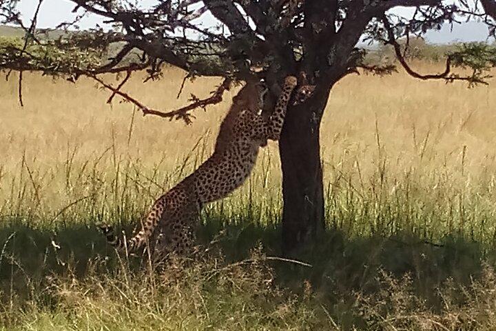 5 Days Safari to Aberdare N/P, Nakuru N/P and Maasai Mara N/R.