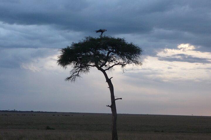 3 Days to Maasai Mara N/R.