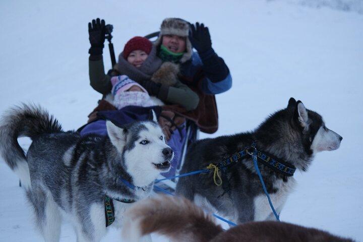 Free Pickup/Drop off: Dog Sledding with Free Photo in Fairbanks