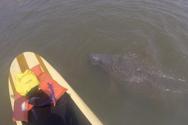 Dolphin, Manatee and SeaTurtle SUP Adventure Tour of St Augustine