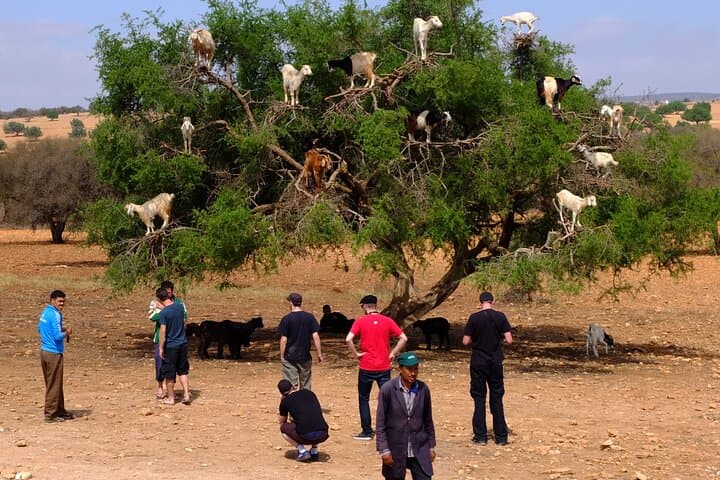 Essaouira-Full-Day-Trip-From-Marrakech