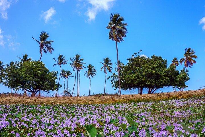 Antigua Shore Excursion: Round Island Tour