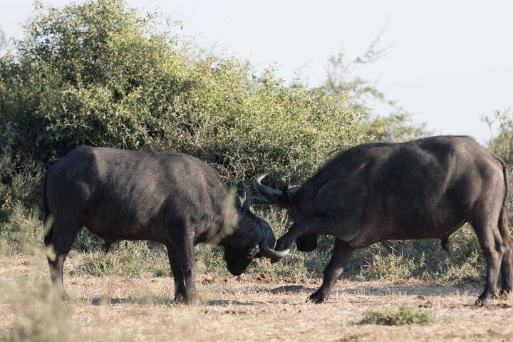 Full-Day Safari Chobe National Park and boat safari