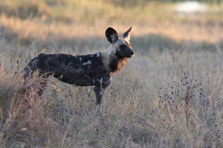 Full-Day Safari Chobe National Park and boat safari
