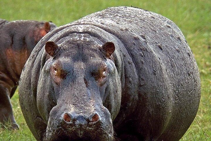 Full-Day Safari Chobe National Park and boat safari