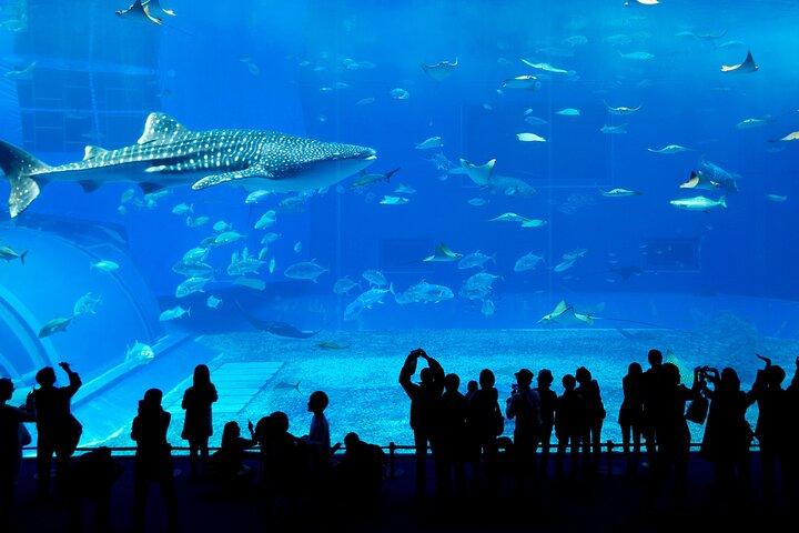 Burj Khalifa(Silver), Dubai Aquarium, UWZ & Penguin Cove Ticket