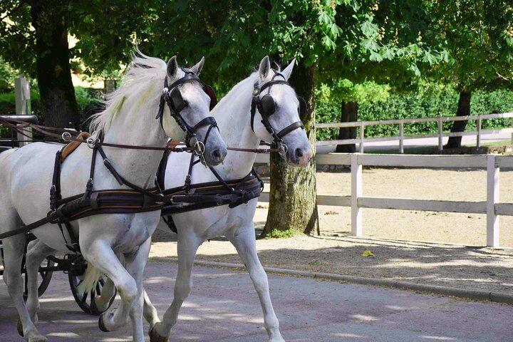 Lipica Stud Farm & Skocjan Caves - Small Group Tour from Koper