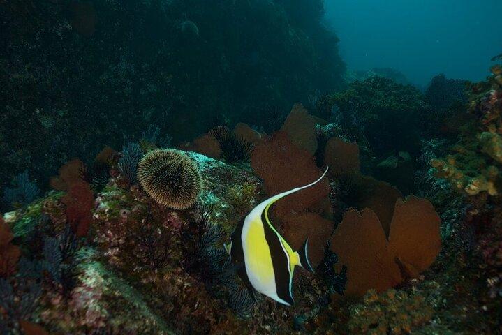 2 Tank Dive - Certified Divers (Santa Maria Bay & Chileno Bay)