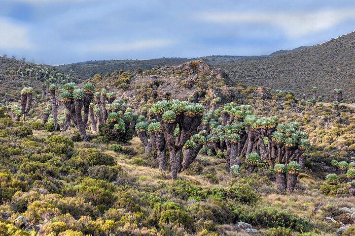8 Days climb Mt Kilimanjaro through Lemosho Route