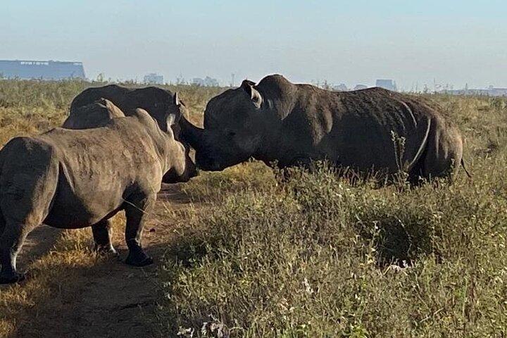 Nairobi National Park,Giraffe Centre, Karen Blixen Museum.