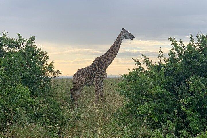 Nairobi National Park,Giraffe Centre, Karen Blixen Museum.