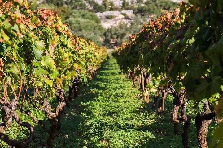 Private Tour: Ston and Peljesac Peninsula Day Trip with Wine Tasting