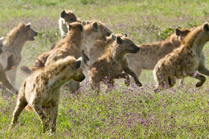 8 Days Tanzania Lodge Safari | Semi Luxury .