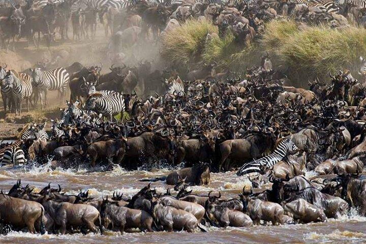 8 Days Tanzania Lodge Safari | Semi Luxury .
