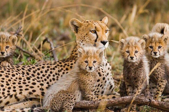 2-Day Safari toTarangire & Ngorongoro Crater