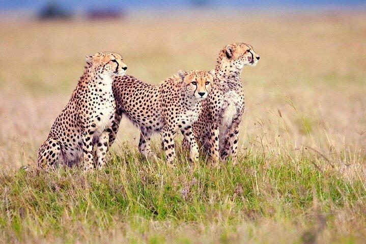 3 Days Safari to Lake Manyara, Tarangire & Ngorongoro Crater