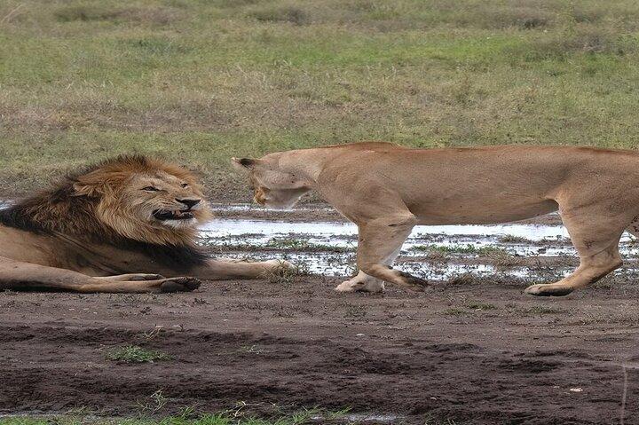 8 Days Tanzania Lodge Safari | Semi Luxury .