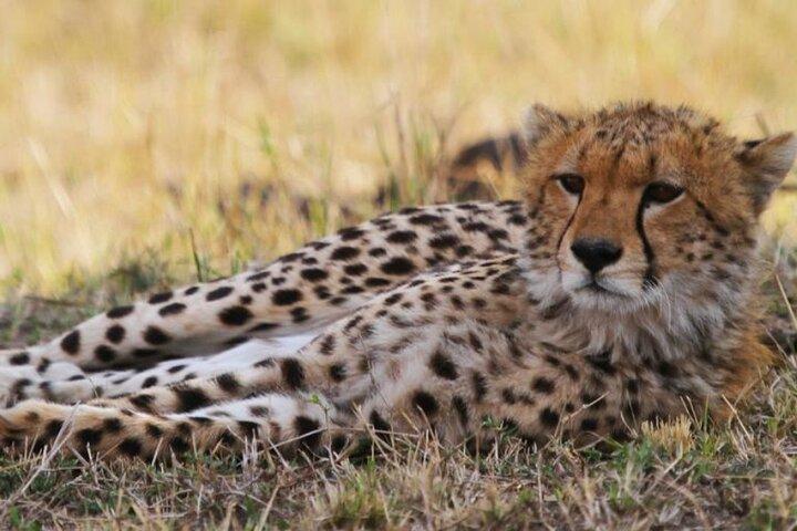 8 Days Tanzania Lodge Safari | Semi Luxury .