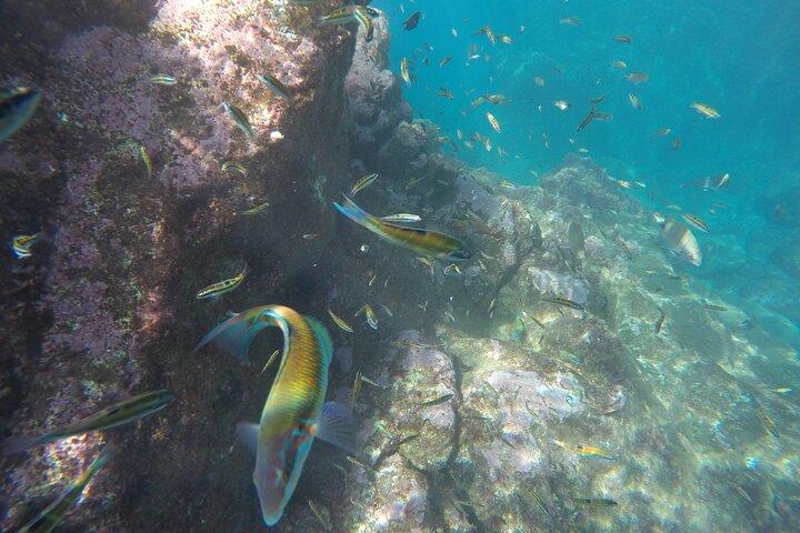 Kayak and Snorkeling Tour in Underwater Nature Reserve Garajau