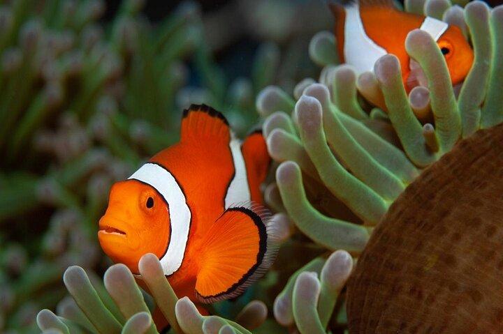 Snorkeling day trip from Marsa Alam to port Ghalib