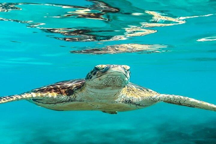 Snorkeling day trip from Marsa Alam to port Ghalib
