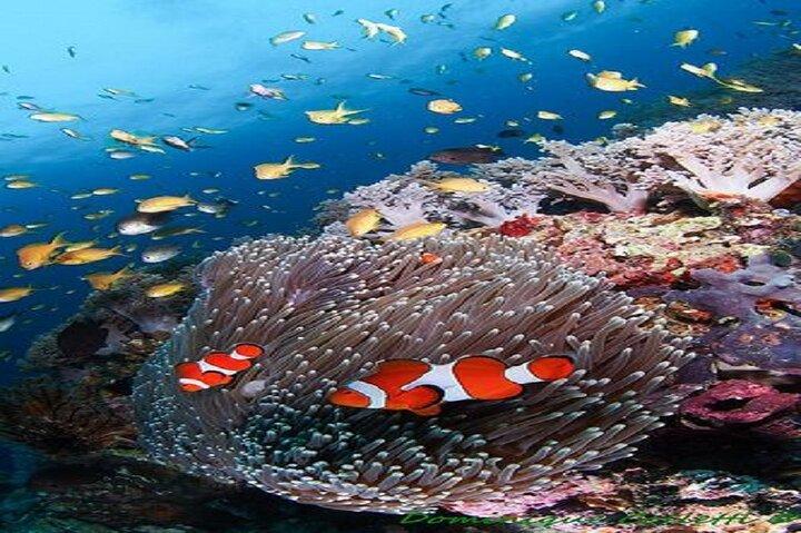 Snorkeling day trip from Marsa Alam to port Ghalib