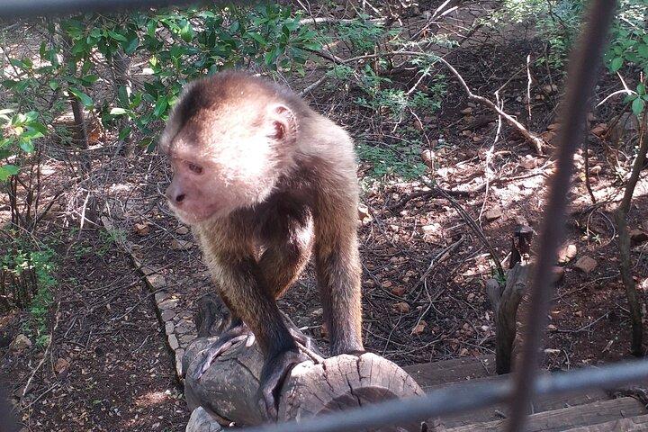 Enlightening Elephants And Monkeys Sanctuary Guided Day Tour