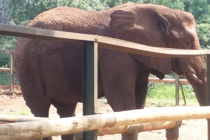Enlightening Elephants And Monkeys Sanctuary Guided Day Tour