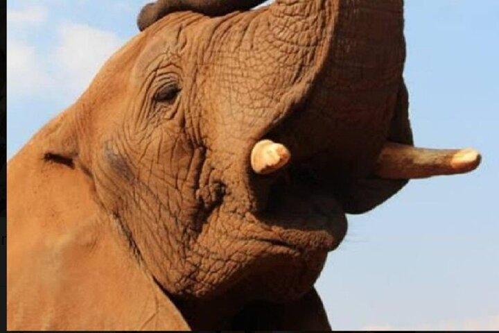 Enlightening Elephants And Monkeys Sanctuary Guided Day Tour
