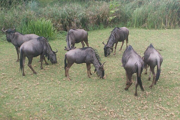 Captivating Safari Lion Park Experience (Half Day Guided Tour)