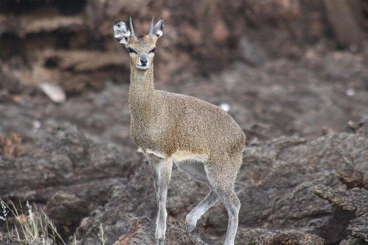 2-Day Amboseli Luxury Safari
