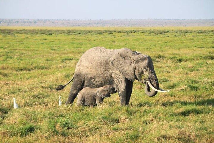 2-Day Amboseli Luxury Safari