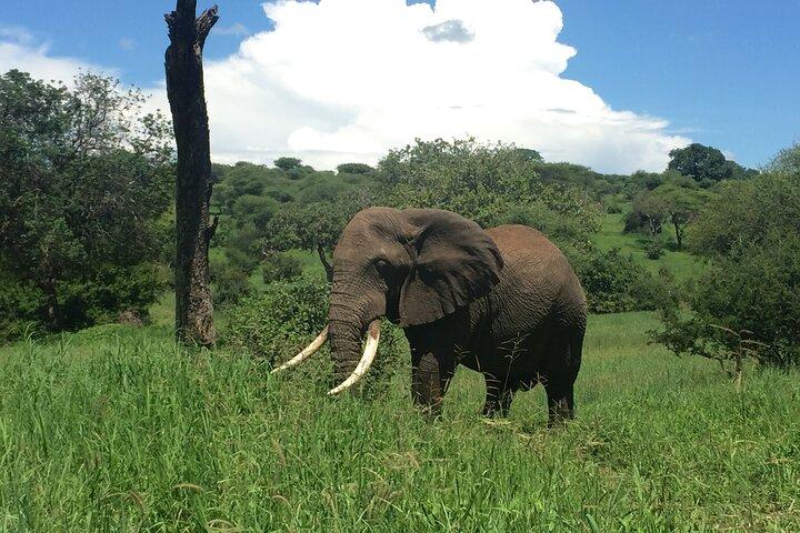 3 Days Tanzania Safari