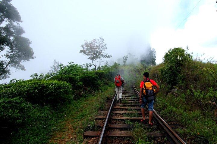 Haputale Tea Estate Walking Tour From Ella