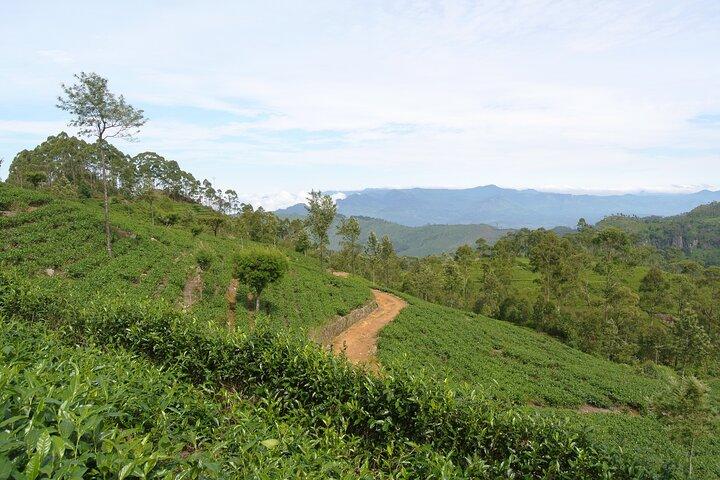 Haputale Tea Estate Walking Tour From Ella