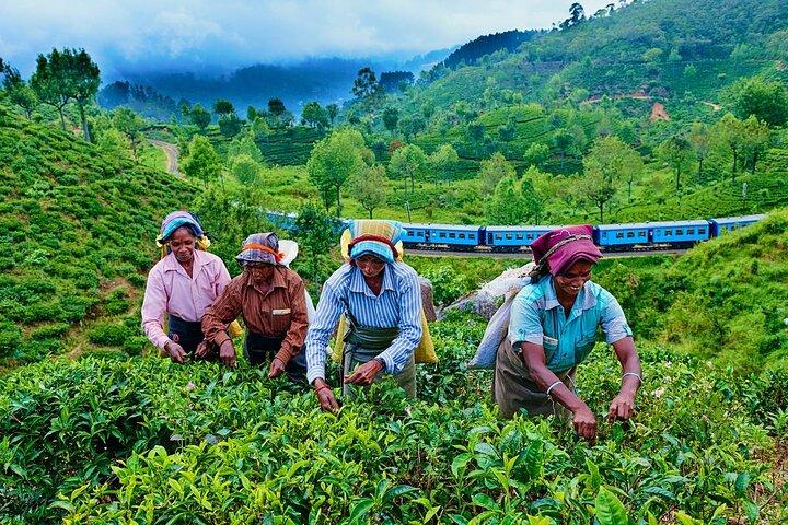 Haputale Tea Estate Walking Tour From Ella