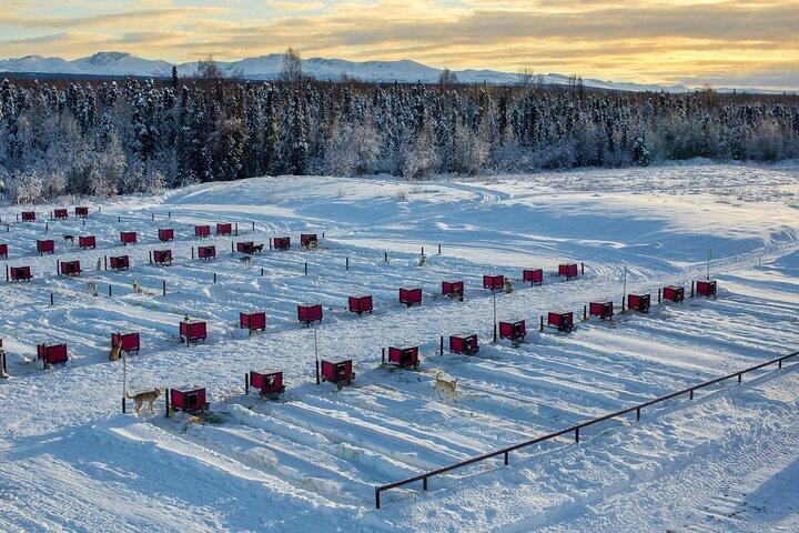 Mush Your Own Sled Dog Team (Winter Tour) in Talkeetna, Alaska