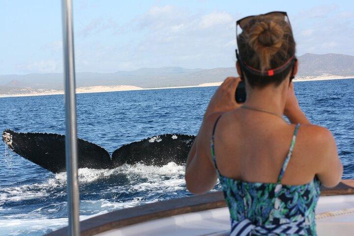 Whale Watching Group Tour in San Jose del Cabo