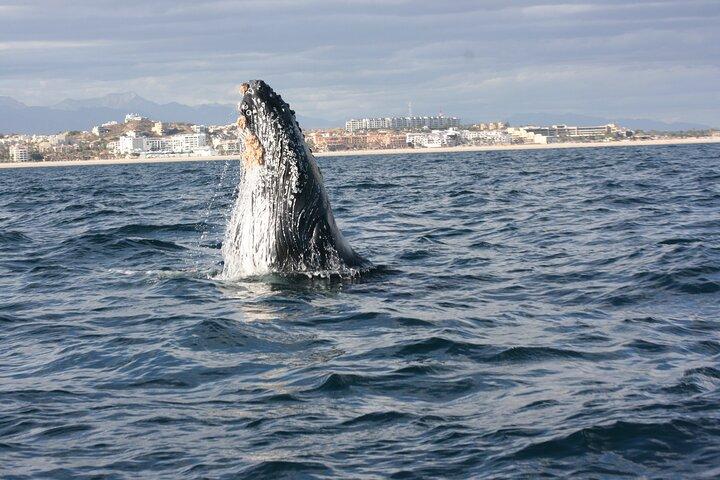 Whale Watching Group Tour in San Jose del Cabo