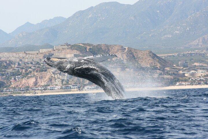 Whale Watching Group Tour in San Jose del Cabo
