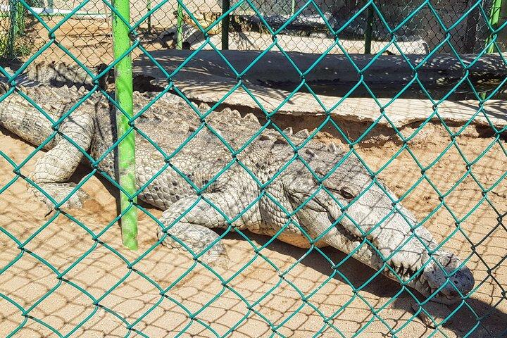 3 Palos Lagoon AfroMex Village Turtle Release & Croc Farm Visit