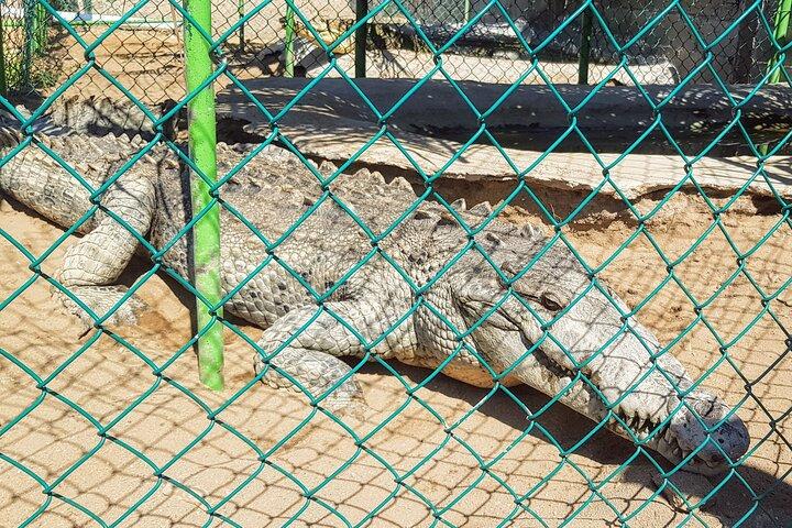 Wild & Free: Lagoon Boat, Beach Horseback, Crocs & Turtle Release