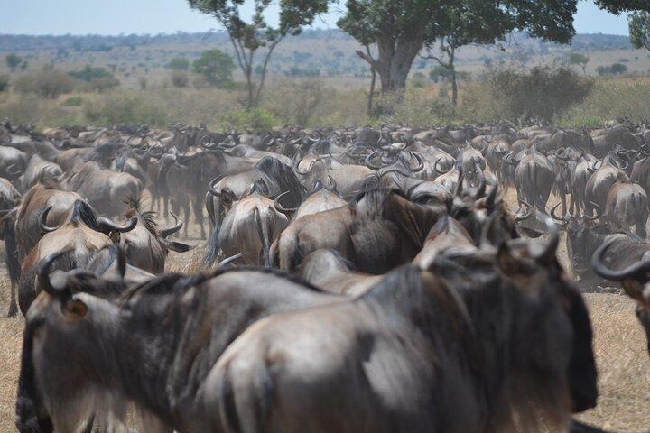 4 Days Tanzania Lodge Safari With Two Nights at Serengeti
