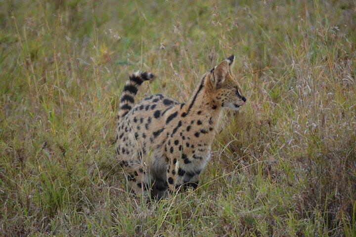 4 Days Tanzania Lodge Safari With Two Nights at Serengeti